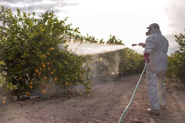 Trusted Dutch Island, GA Pest Control Experts
